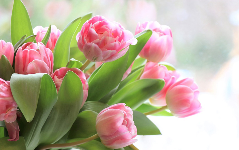 tulips-4026273_1280