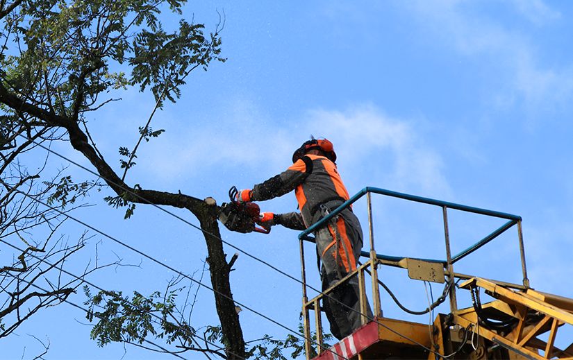 Дерева біля ліній електропередачі: тиха загроза, про яку не можна мовчати!
